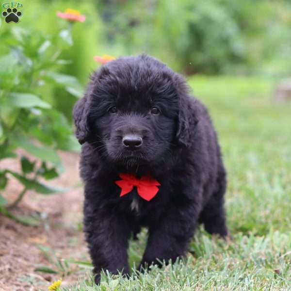 Chief, Newfoundland Mix Puppy